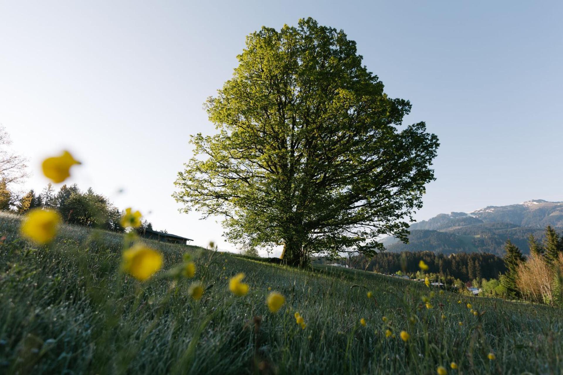 Dorfresort Kitzbuehel By Alps Resorts Reith bei Kitzbuehel Bagian luar foto